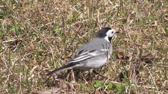 Белая трясогузка [Motacilla alba] в апреле на дачных участках.