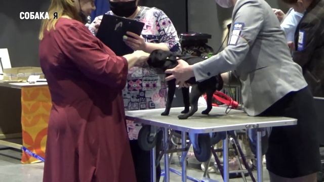 Пти Брабансоны выставка собак "Старая охота" Собака я смотреть онлайн