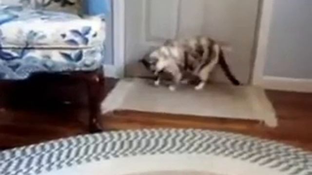 Прикол с Кошкой. Во Кошку Дёргает )).mp4 смотреть онлайн