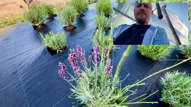 Маточник пряных трав - лаванда, тимьян в нашем питомнике в Крыму смотреть онлайн