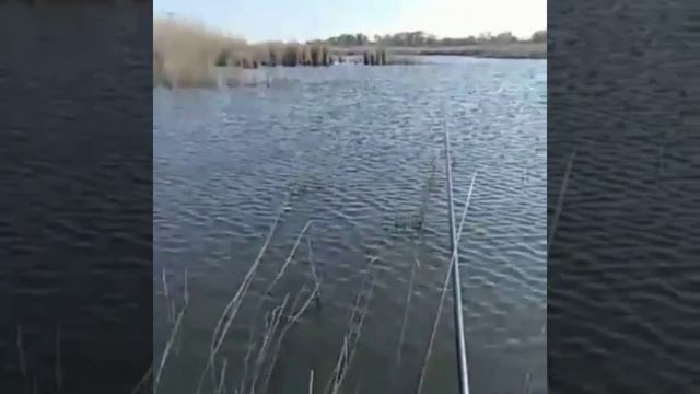 МАНЫЧ...База отдыха Чайка. карась на микроджиг и джиг риг. смотреть онлайн