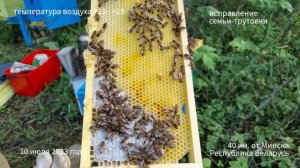 Быстрый и простой способ исправления семьи трутовки: опыт начинающего пчеловода.