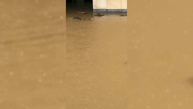 Потоп в Бельгии погибли 11 человек
