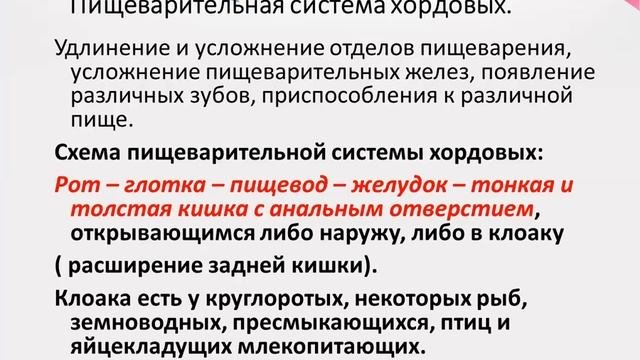 Биология.Урок №10 Строение пищеварительной системы беспозвоночных, жвачных животных  и человека