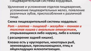 Биология.Урок №10 Строение пищеварительной системы беспозвоночных, жвачных животных и человека
