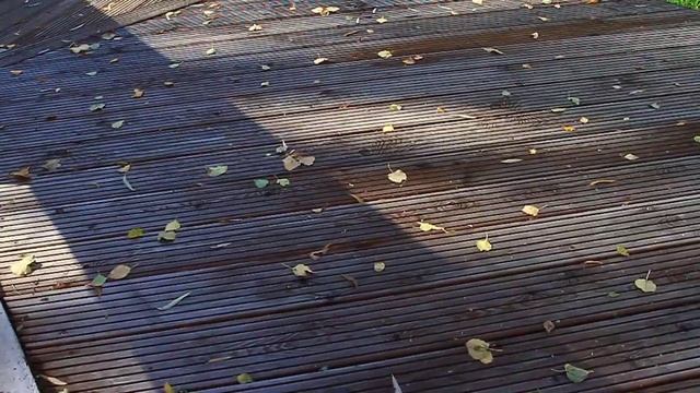 Осень в городском парке -2023 смотреть онлайн