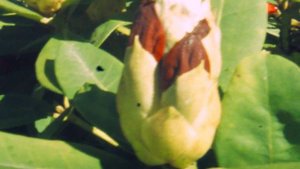 Digital Super-8 - Blooming rhododendrons (Red Jack)