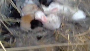 Причины почему можно и нельзя трогать новорождённых крольчат.