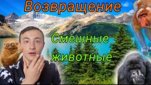 Смешные моменты с животными (ВОЗВРАЩЕНИЕ?)