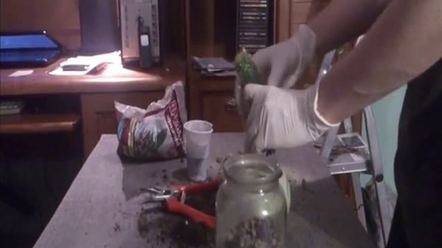 пересаджування кактуса  cactus potting
