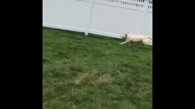 Doggo feels the need for speed смотреть онлайн