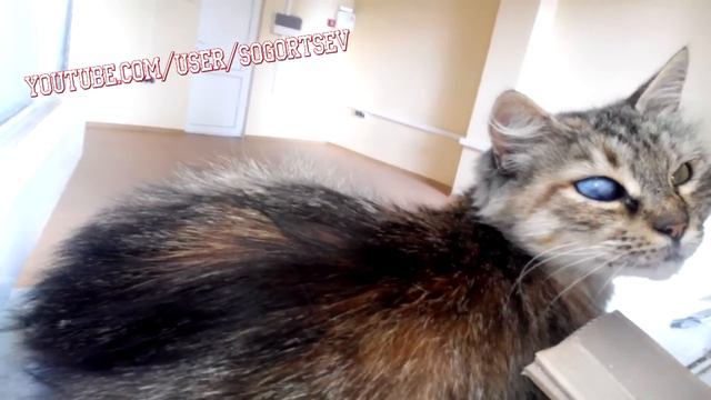 Unusual cat - pirate with one blue eye / Необычный синеглазый кот / Unusual blue-eyed cat смотреть онлайн