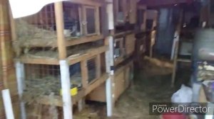 Кроличья мини-ферма своими руками/ Кролики,крольчата / Полтавское серебро