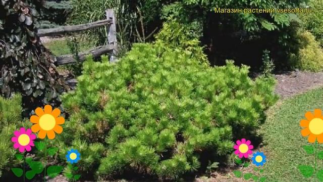 Сосна тунберга Баншошо. Краткий обзор, описание характеристик, где купить pinus thunbergii Banshosh смотреть онлайн