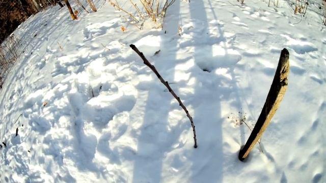 Черешня зимой. Выращивание черешни на Южном Урале. Черешня сорт Желточек, первая зима