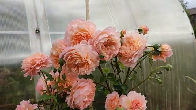 Самые КРАСИВЫЕ РОЗЫ сезона 2022???. Часть 1 смотреть онлайн