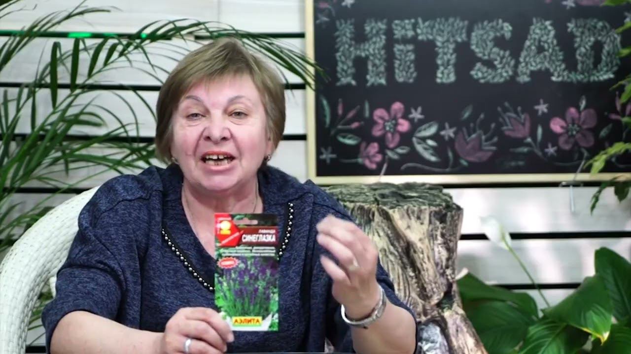 Выращиваем снотворное на даче   дачная аптечка хитсад