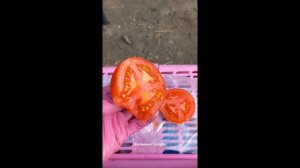 ТОМАТ МАМОНТЕНОК ОПИСАНИЕ И ОТЗЫВ. ДЕГУСТАЦИЯ СВЕЖИХ И КОНСЕРВИРОВАННЫХ ПЛОДОВ