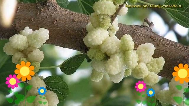 Шелковица белая (Шелковица белая). Краткий обзор, описание характеристик, где купить, саженцы