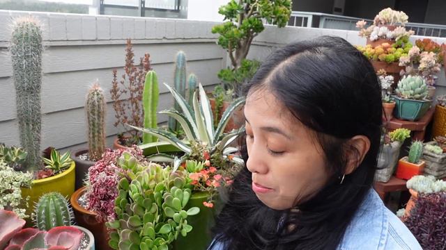 Redoing a colourful succulent pot arrangement смотреть онлайн