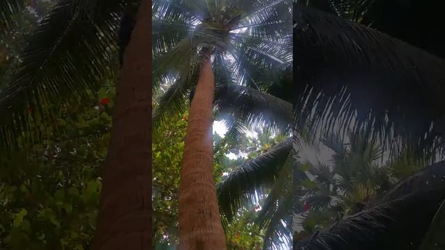 Таиланд. март 2016. Белая белка смотреть онлайн