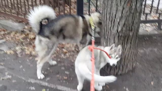 встретили белку на прогулке щенков Сибирского Хаски и Аляскинского Маламута смотреть онлайн