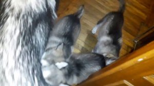 ЩЕНКИ СЪЕЛИ МАМУ / маламут выживает / puppies ate mom