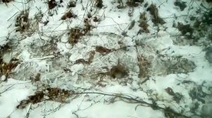 осенняя ловля крапивника