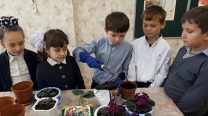 Научно-исследовательский проект "Зеленая школа". Размножение фиалок