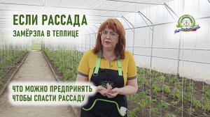 Что делать огороднику если высаженная рассада в теплице замёрзла.