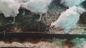 КУПИЛИ КУР БРАКОВАННЫХ НЕСУТСЯ КАК ИЗ ...