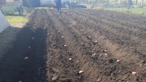 Посадка картофеля под минитрактор