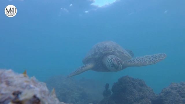 Невероятно! Сотворение мира День 5, Бытие 1:20-23 смотреть онлайн