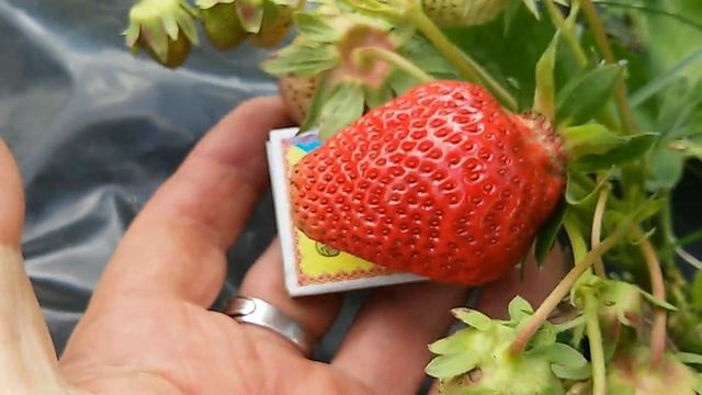 5:06:2022р. Полуниця Гігант Джорнея. (Strawberry Gurney's Giant). смотреть онлайн