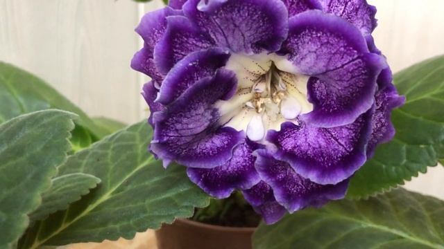 Цветущие сорта Глоксиний(Выпуск №14) смотреть онлайн