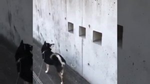 песик недоволен ?