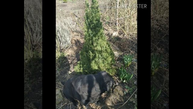 Ель канадская Коника. Описание, уход, место в саду, болезни и вредители. смотреть онлайн