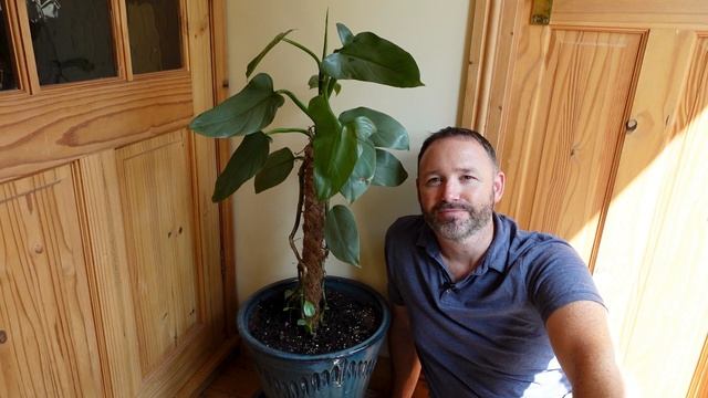 Philodendron Silver Sword Update and Under-Planting ~ Hastatum ~ Silver Queen смотреть онлайн