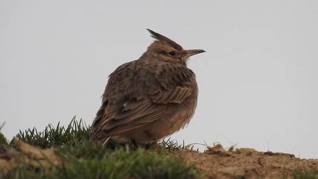 Хохлатый жаворонок поет смотреть онлайн