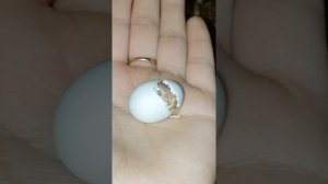 Вылупление птенца кореллы из яйца