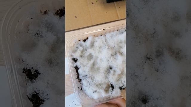 Посадка Примулы смотреть онлайн