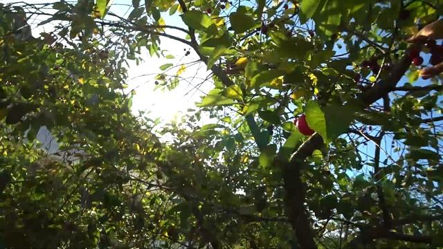 Ручной сбор вишни перед дворами смотреть онлайн