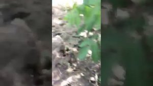 Как делать внутристволовые инъекции.