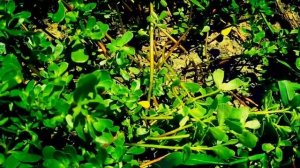 Портулак. Быстрый, вкусный и простой обед.