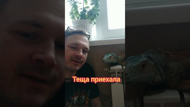 Теща приехала??