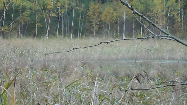 Поездка за маслятами в окрестности д.Ёлкино. "Грибалка." )) смотреть онлайн