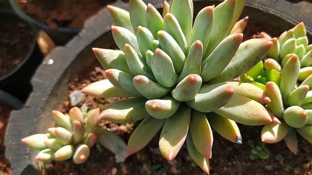 suculenta pachyveria glauca смотреть онлайн