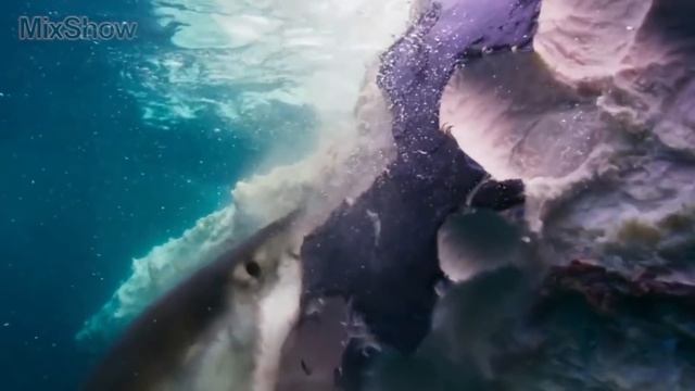 ВОТ, ЧТО ПРОИСХОДИТ, КОГДА УМИРАЕТ КИТ смотреть онлайн