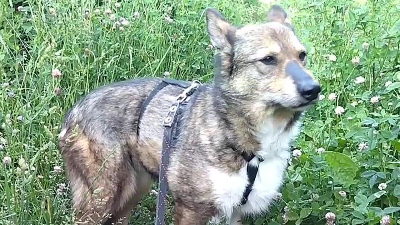 Собаки-пугляшки, потерявшие доверие к человеку: Синди, Молли, Боб, Бэкки и Дымка из приюта Щербинка
