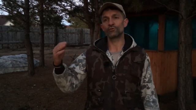 СВИНОМАТКА УПАЛА НА НОГИ